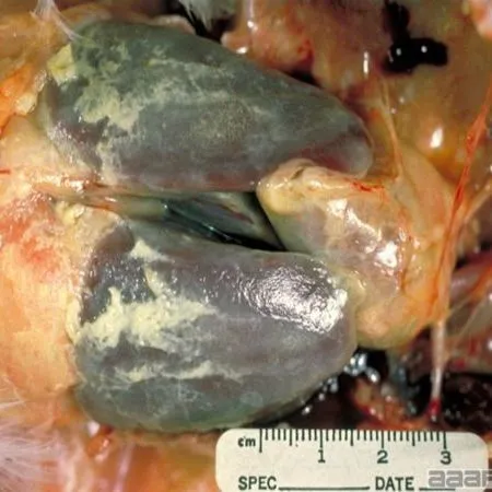 thumbnail for publication: Recognizing Immunosuppressive Diseases in Commercial Poultry